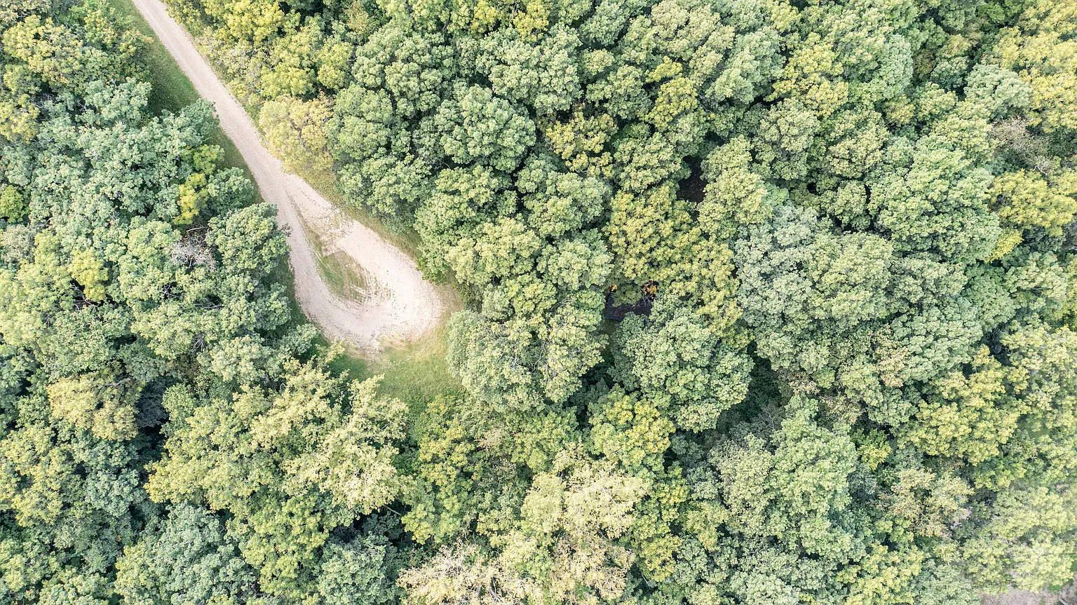 Then boom, forest canopy for days. Hiking vibes while unpacking?