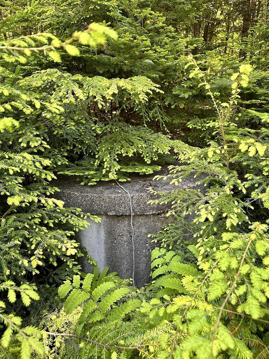Then this bunker-looking concrete pad in ferns. Old, mossy, weirdly cozy?