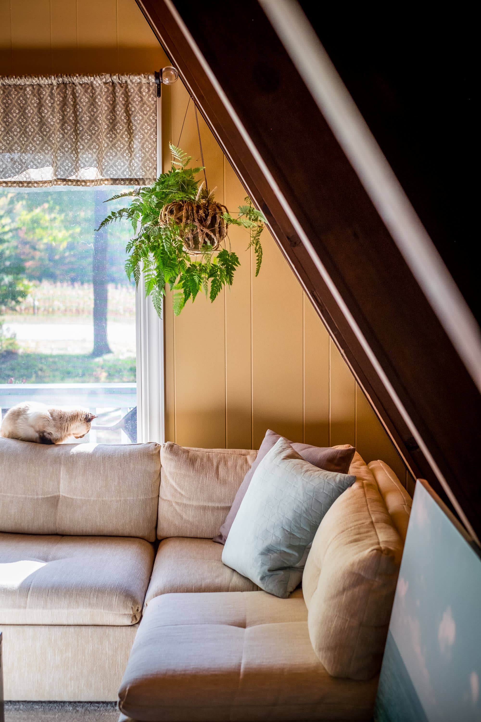 "Cozy A-Frame Nook with Fern and Sleepy Cat!"