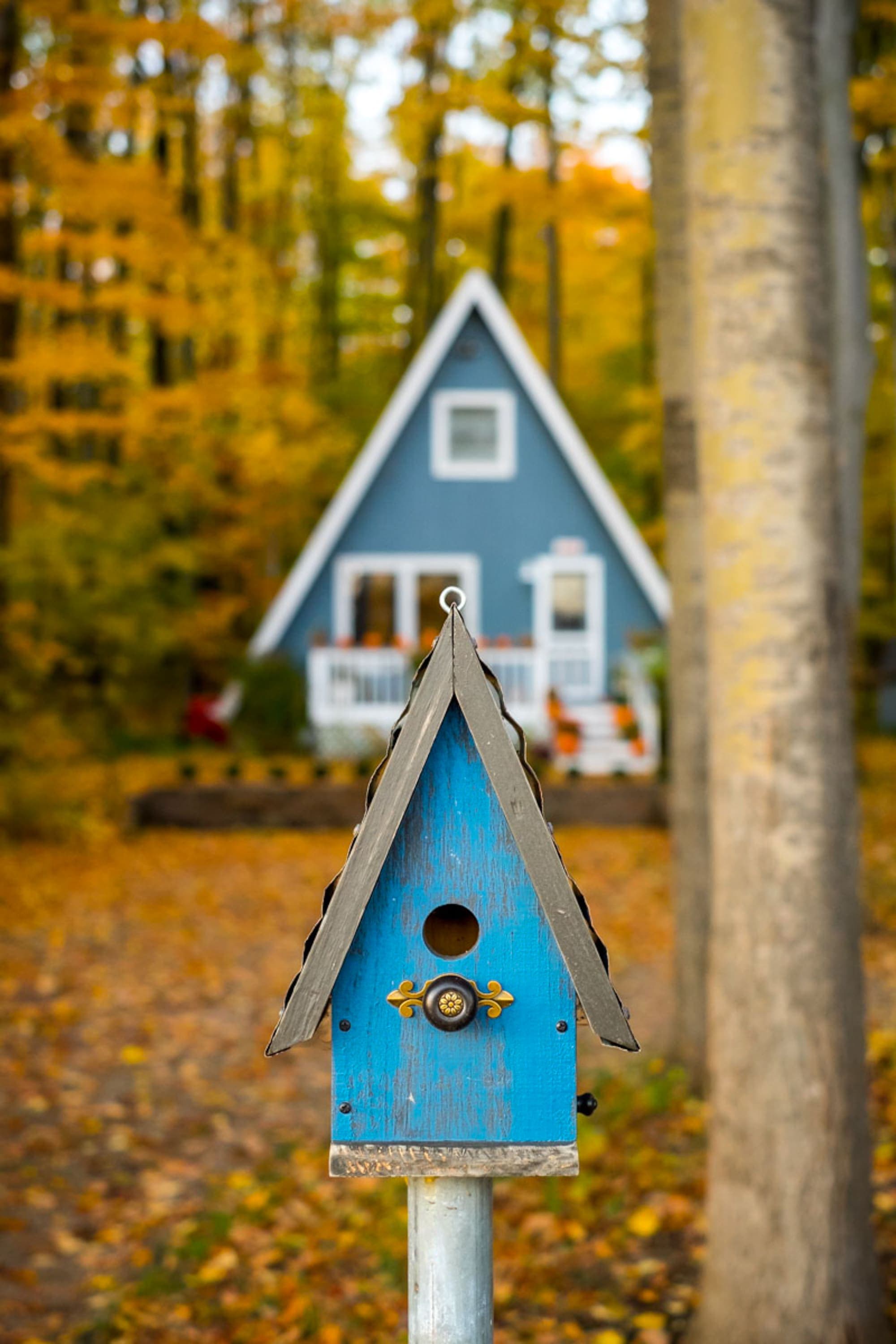 "Charming blue birdhouse matches the A-frame cabin in fall splendor!"