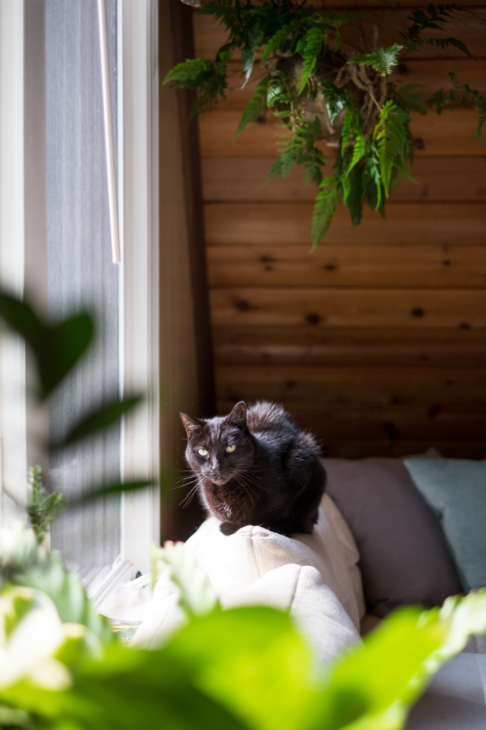 "Cozy cabin retreat with a watchful feline and lush greenery!"