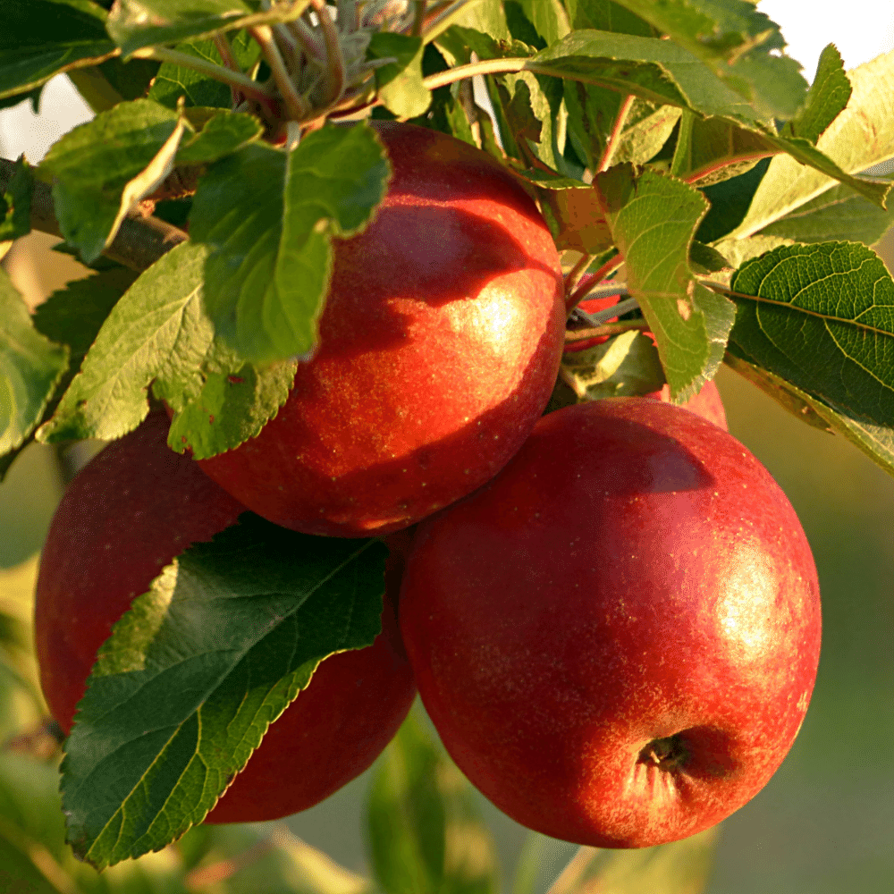 apples