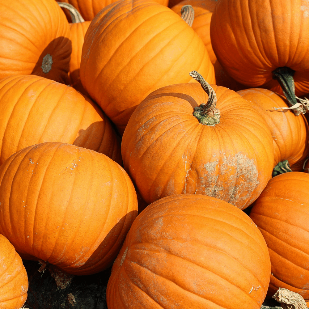 Pumpkin