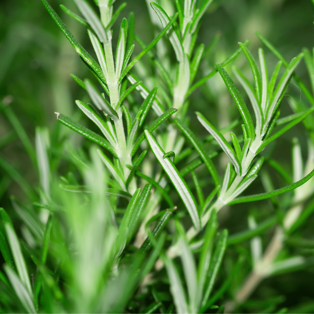Rosemary