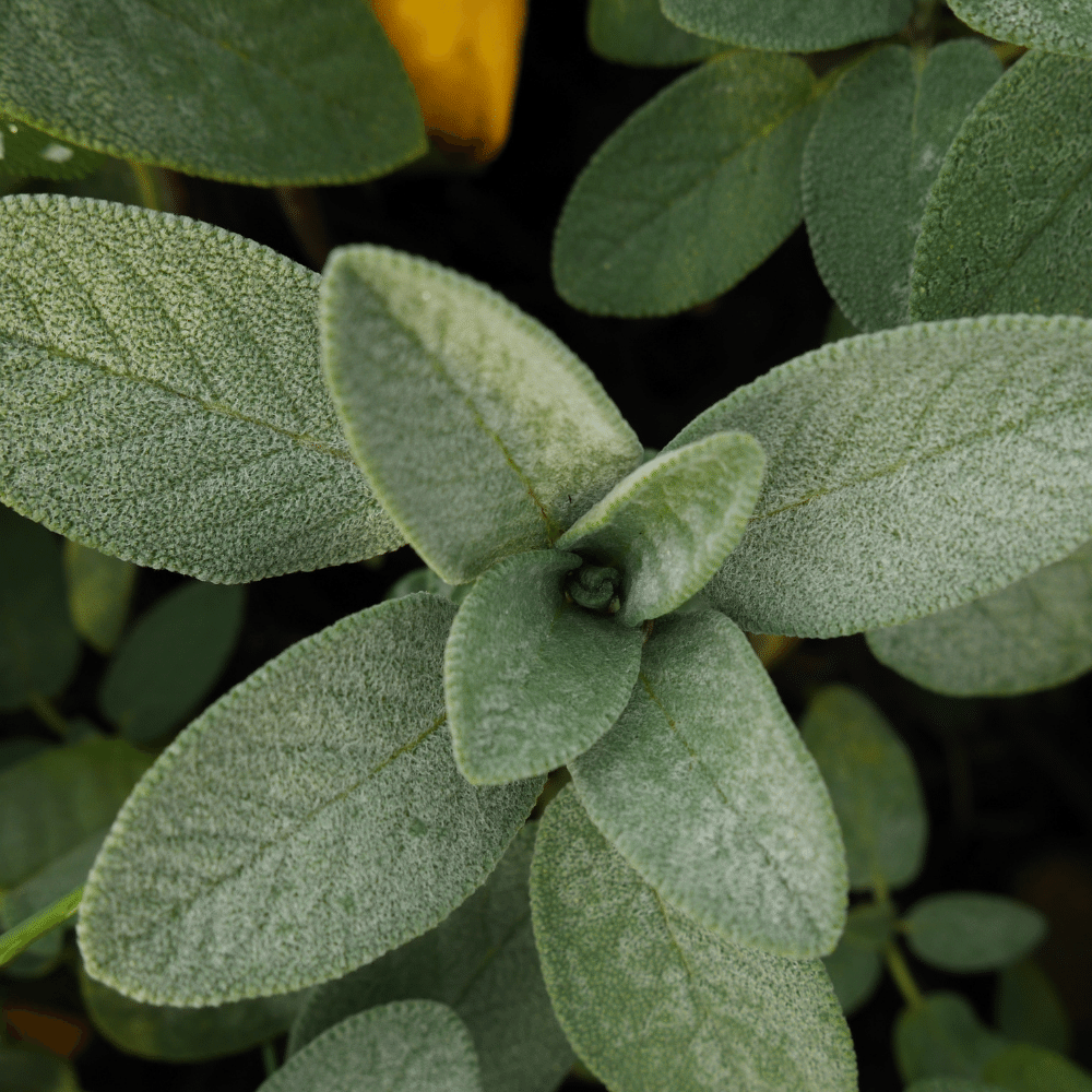 Sage
