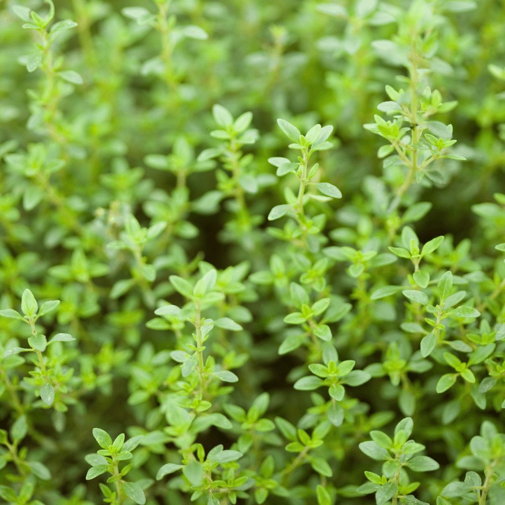 Lemon Thyme