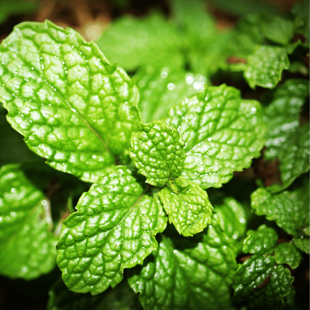 Mint
