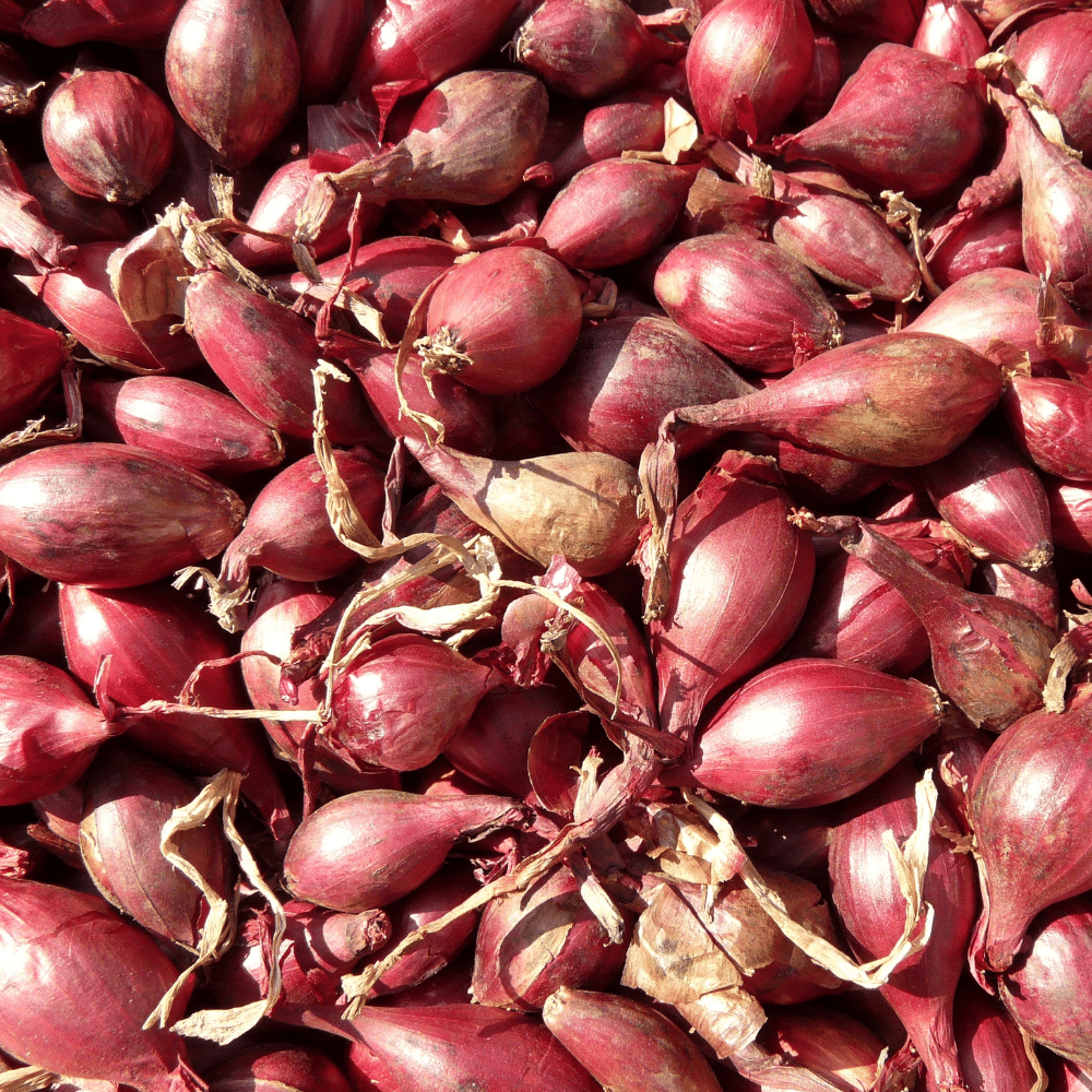 Shallots