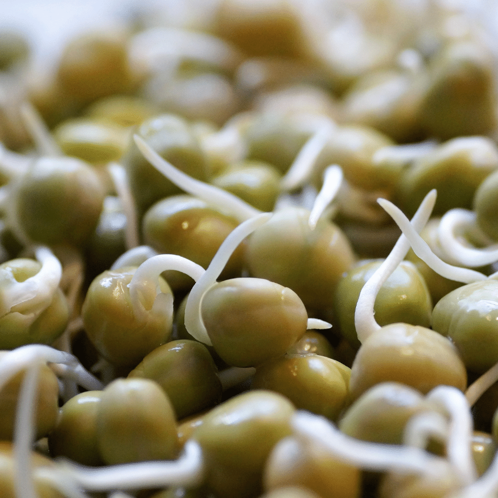Bean sprouts