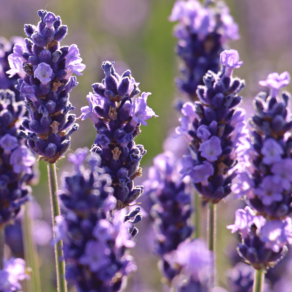 Lavender