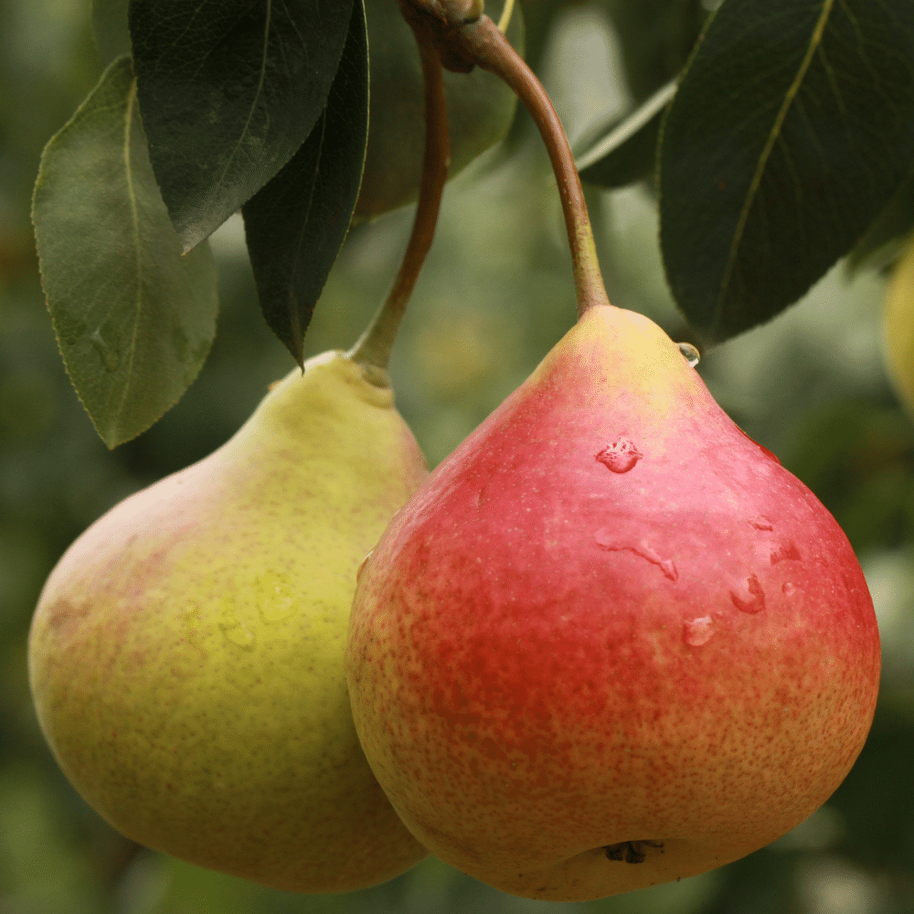 Pear