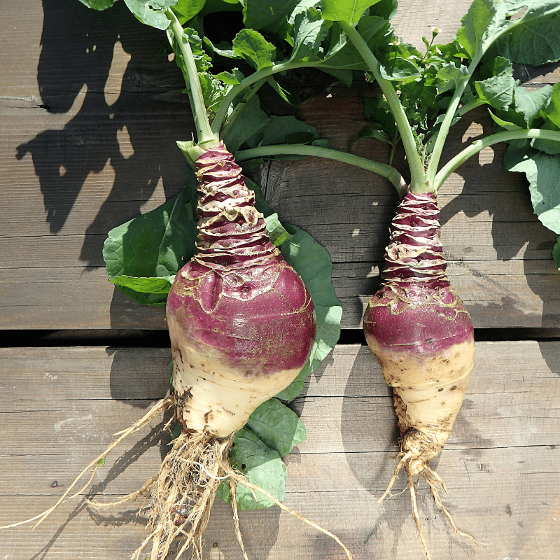 Rutabaga