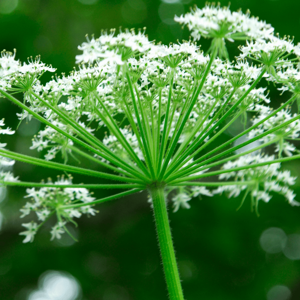 Angelica