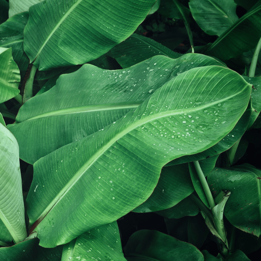 Banana Leaves