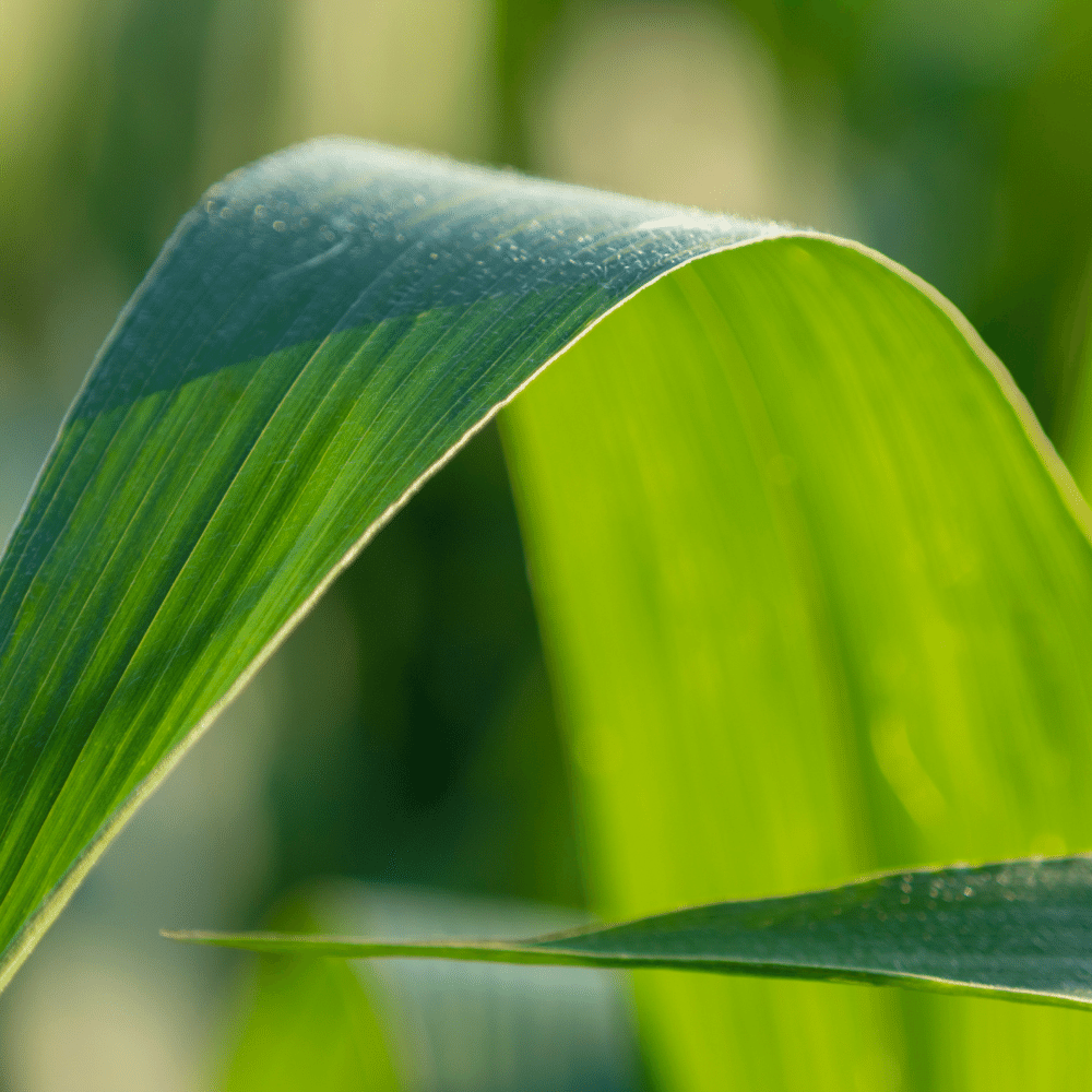 Corn Leaf Wrappers