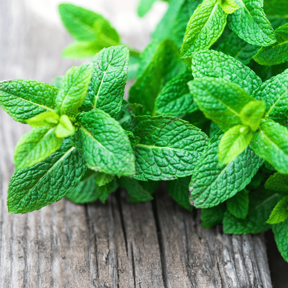 Lemon balm