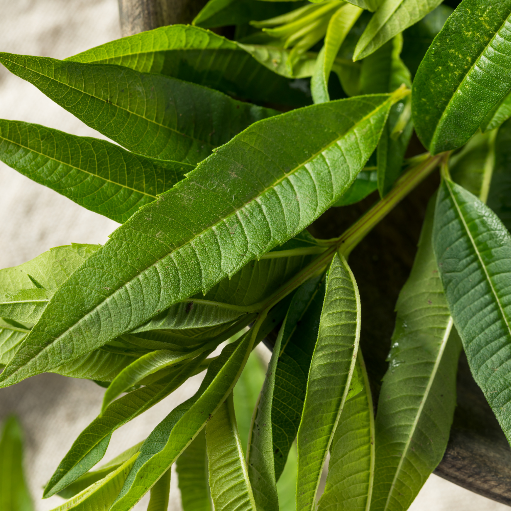 Lemon Verbena