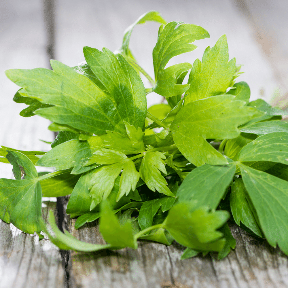Lovage