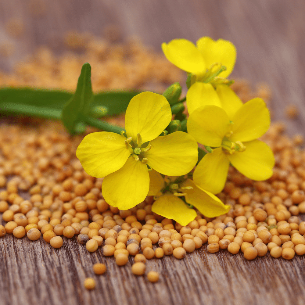 Mustard seeds