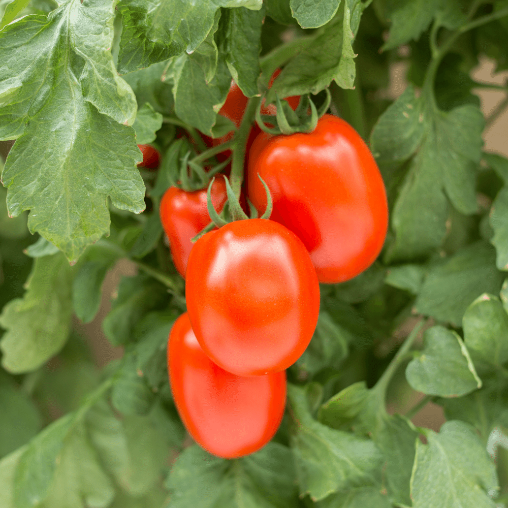 Plum Tomatoes