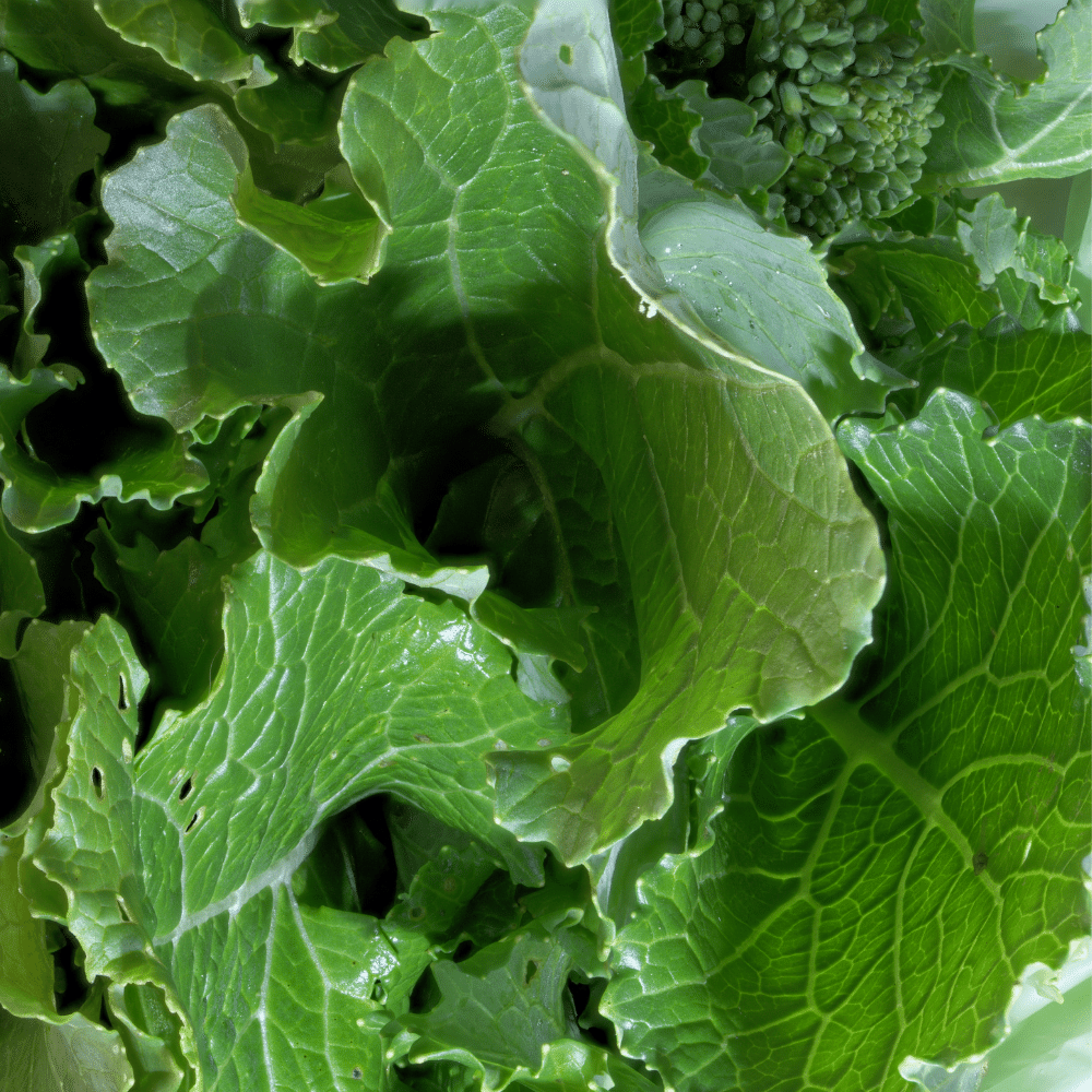 Turnip Leaves