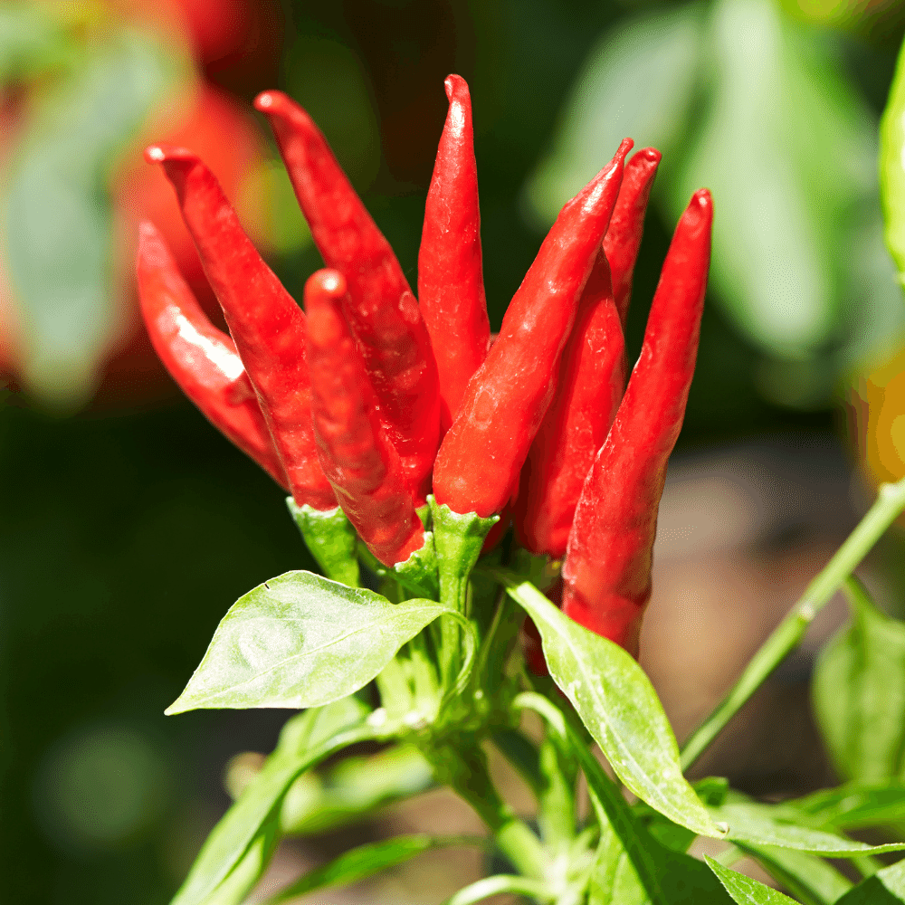 Chili Peppers