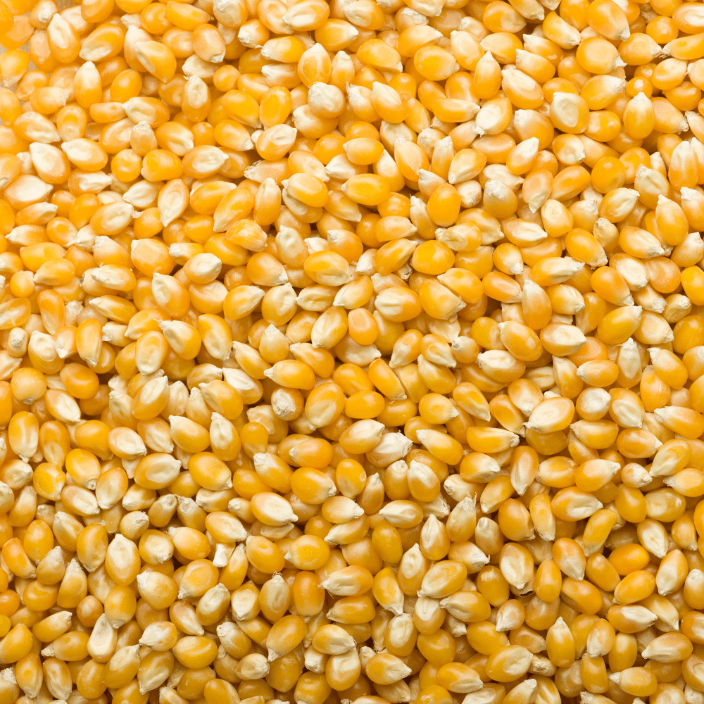 Popcorn Kernels