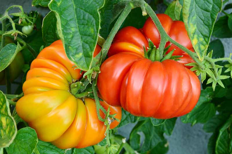 Brandywine Tomatoes