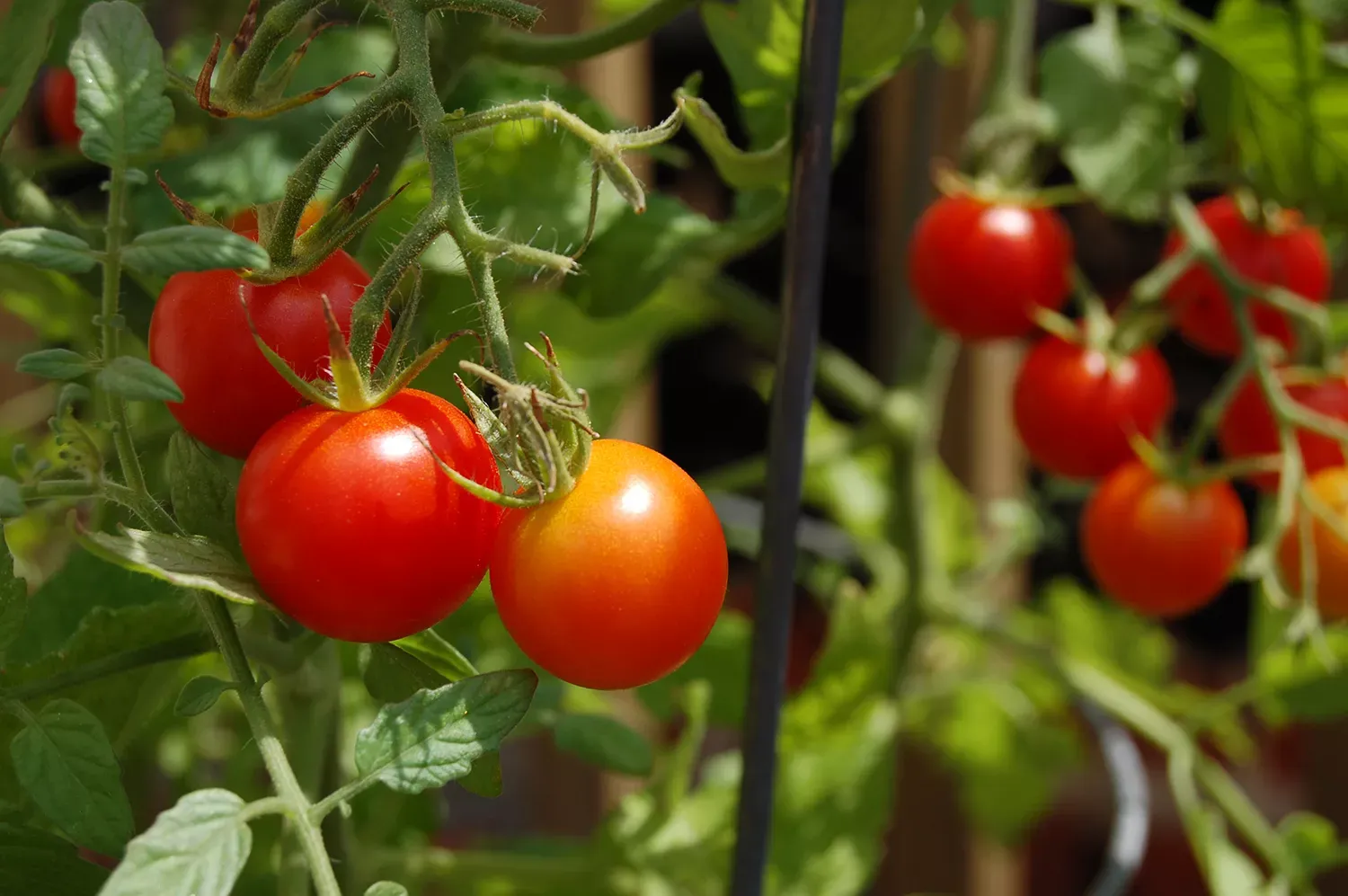 Cherry Tomatoes