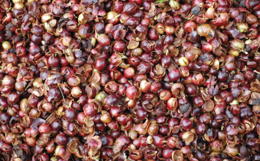 Cascara