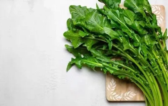 Chicory Leaves