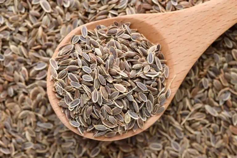 dill seeds