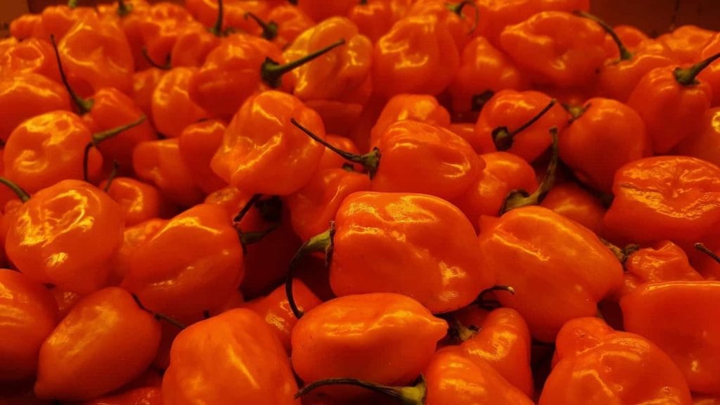 Habanero Pepper