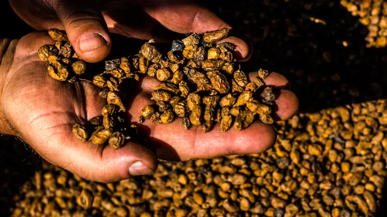 Tiger Nuts