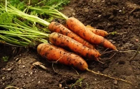 Carrots