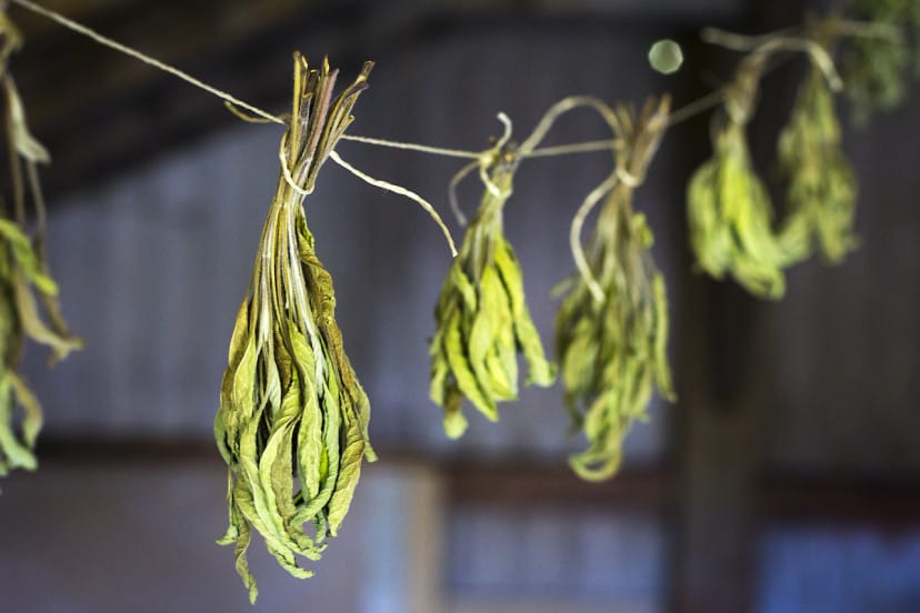 Dried Sage