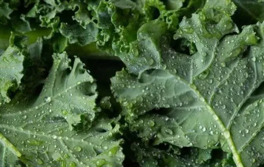 Kale