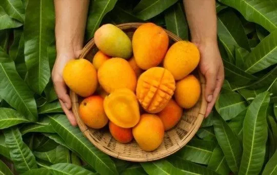 Mango