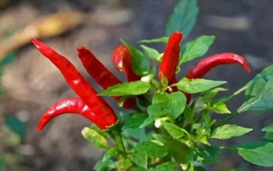 Red Chili Peppers