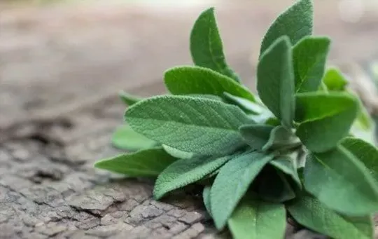 Sage