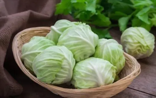 cabbage