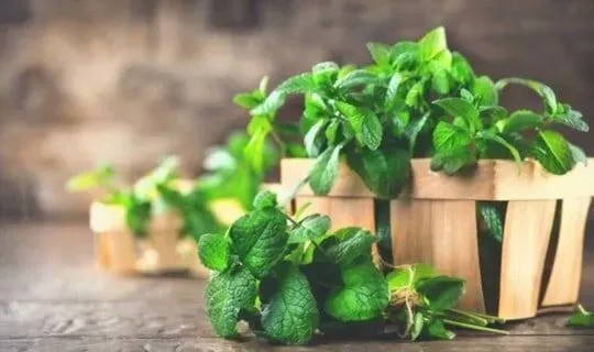 Mint