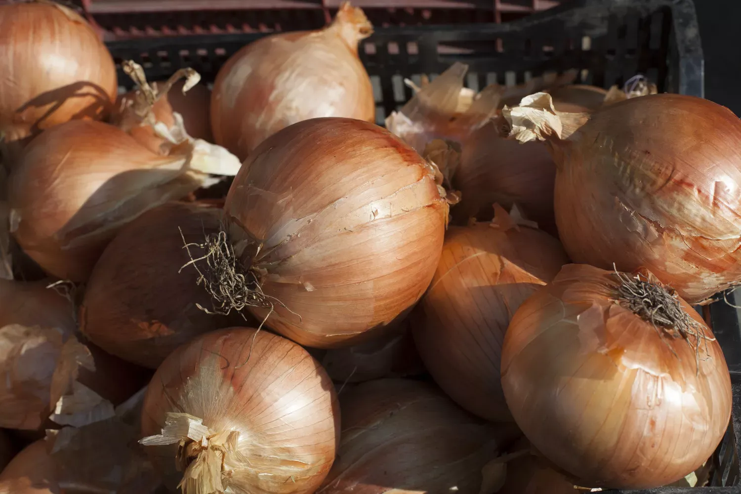 Sweet Onions