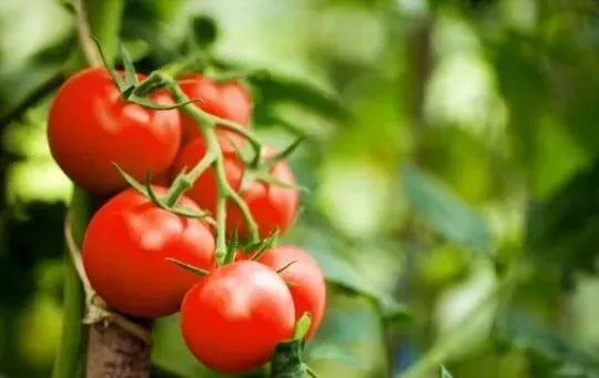 Tomatoes