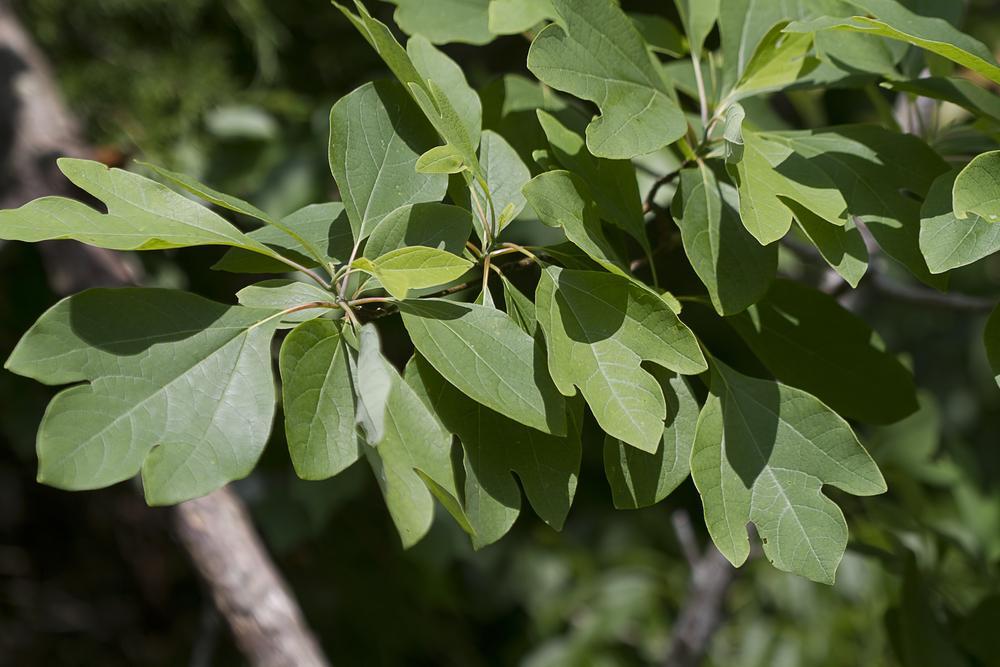 Sassafras oil Close-up of a sassafras tree.