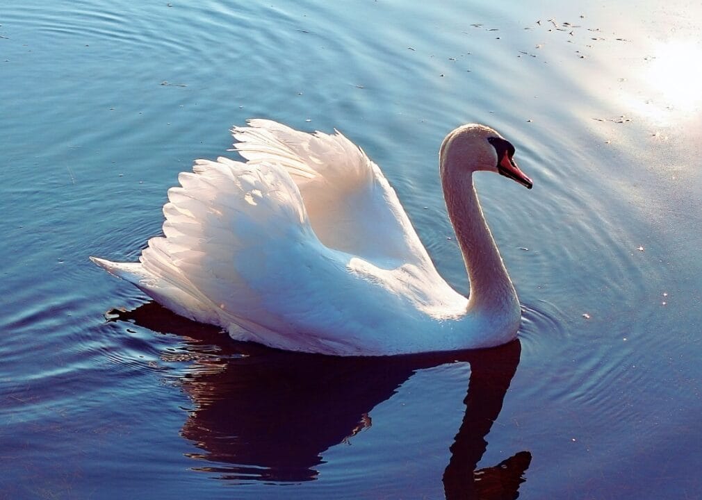 Swan A swan in a lake.