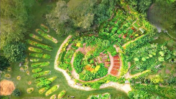 This Family Grows 90% of Their Food on 2.3 Acres